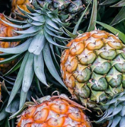 Bromelain